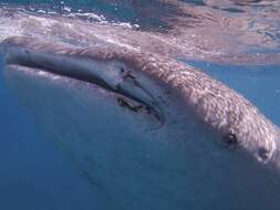 Image of whale sharks