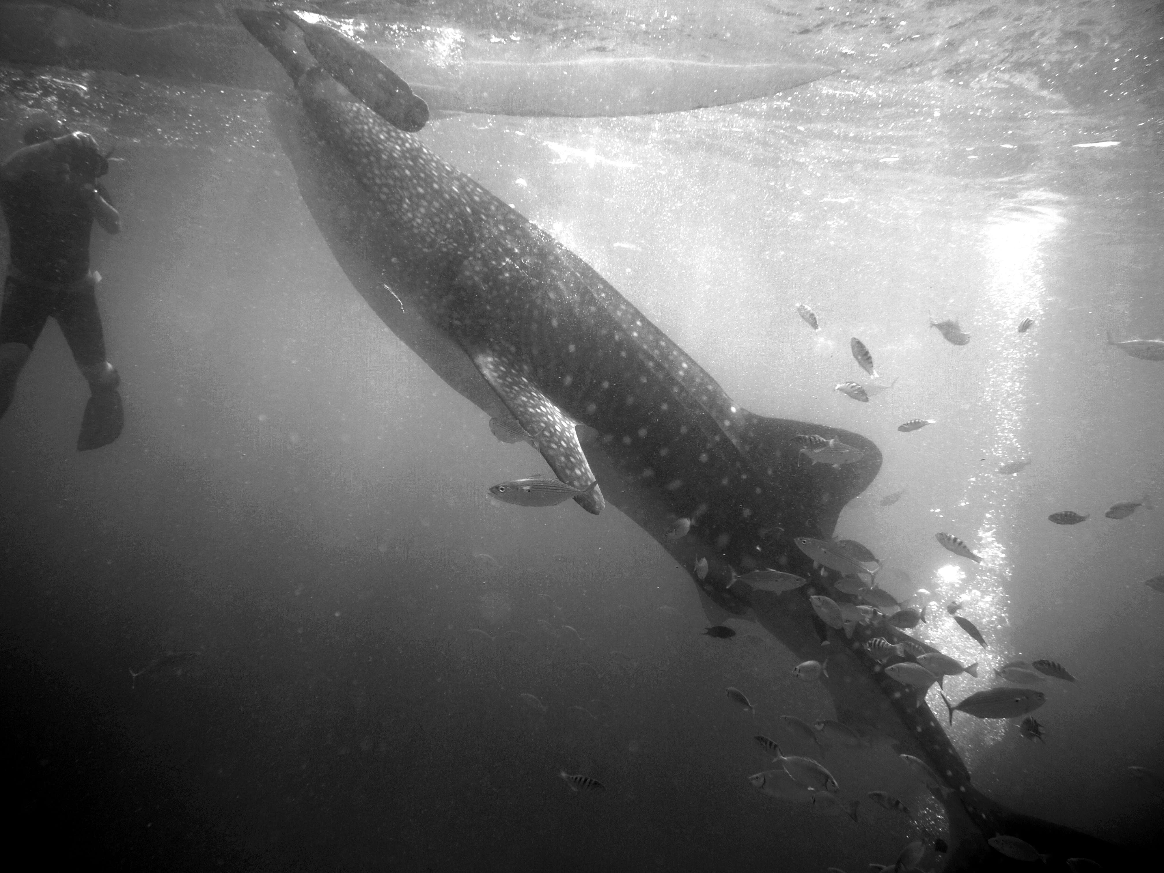 Image of whale sharks