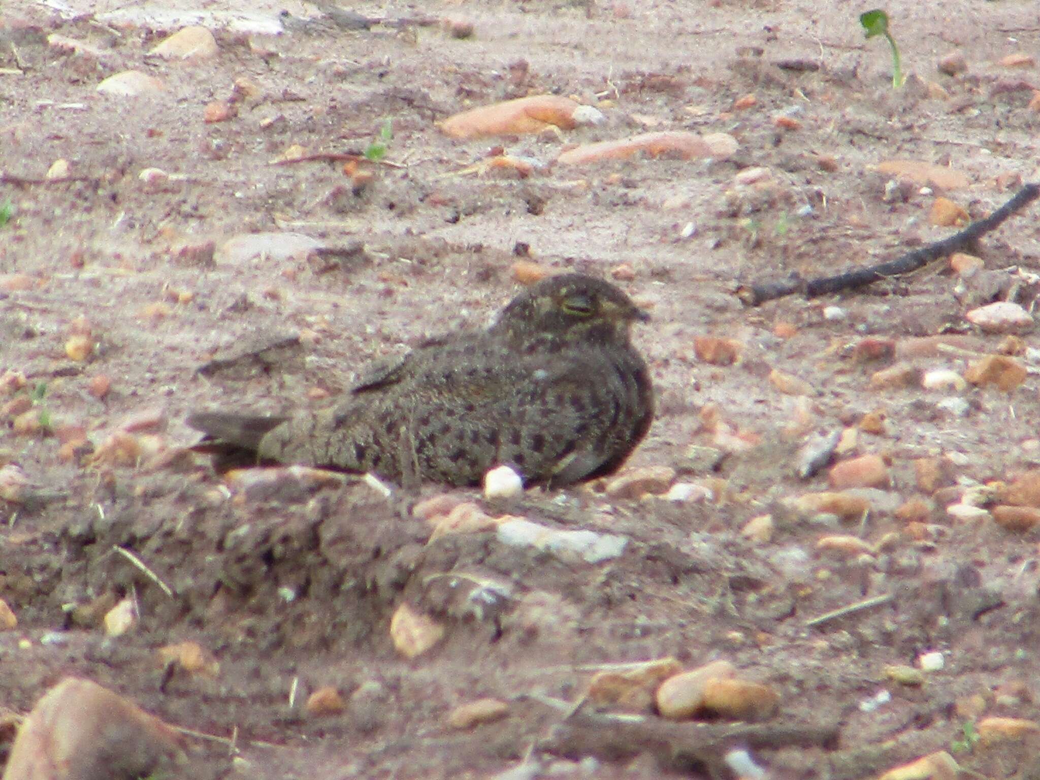 Image of Nacunda Nighthawk