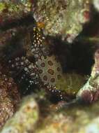 Image of Saron marmoratus