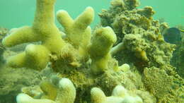 Image of Finger Coral