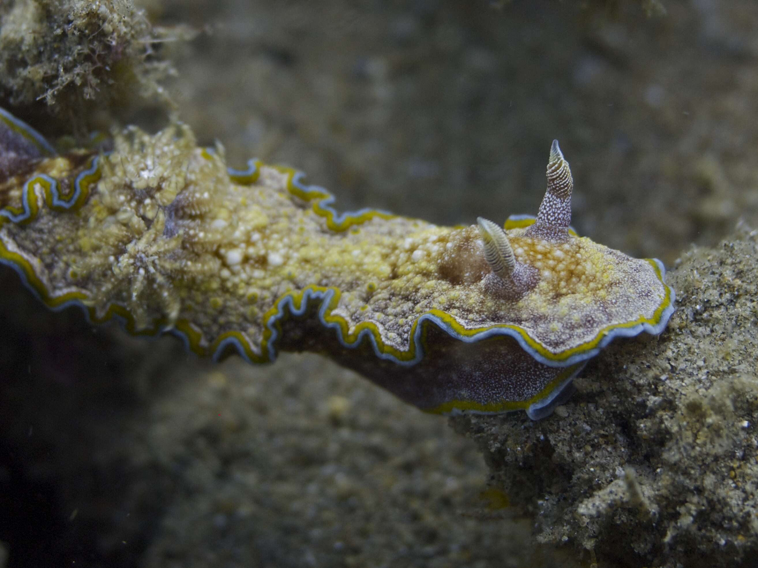 Image of Mauve green edged stocky slug