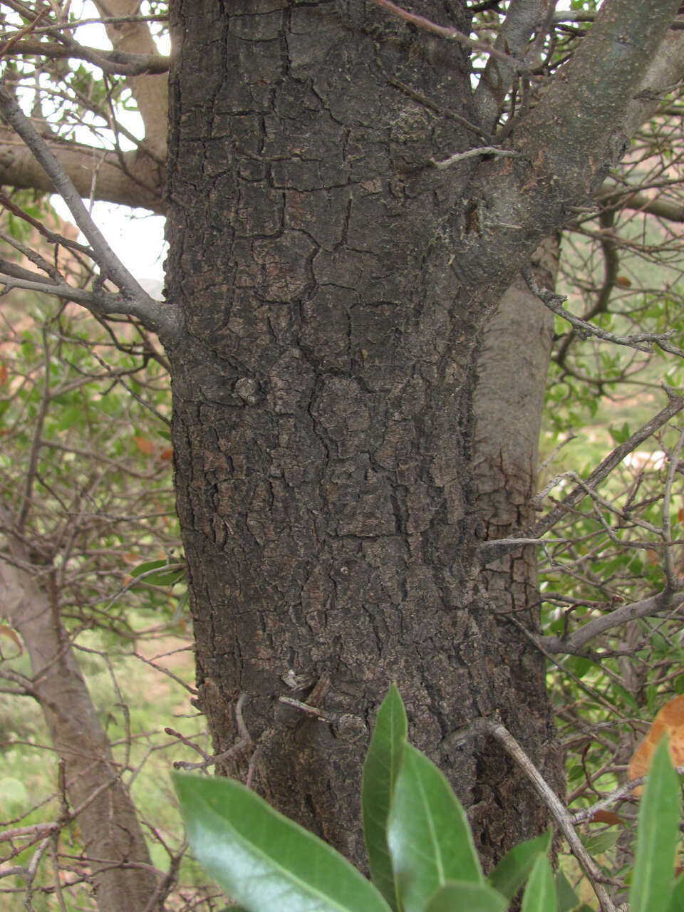 Image of Emory Oak