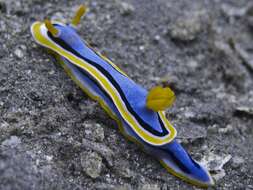 Image of Chromodoris annae Bergh 1877