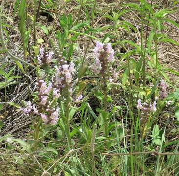 Image of rattlesnake flower