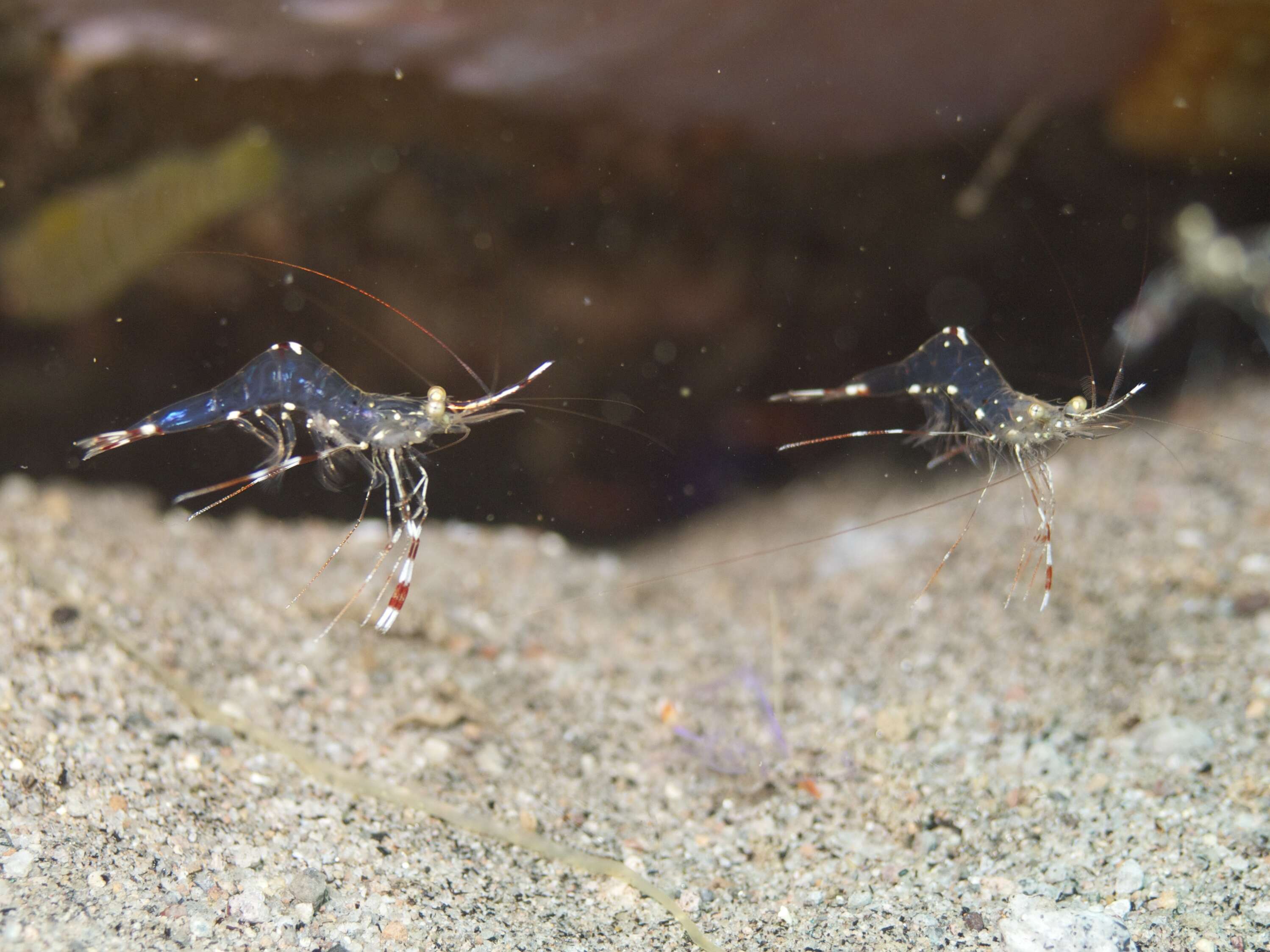 Image of anemone shrimps