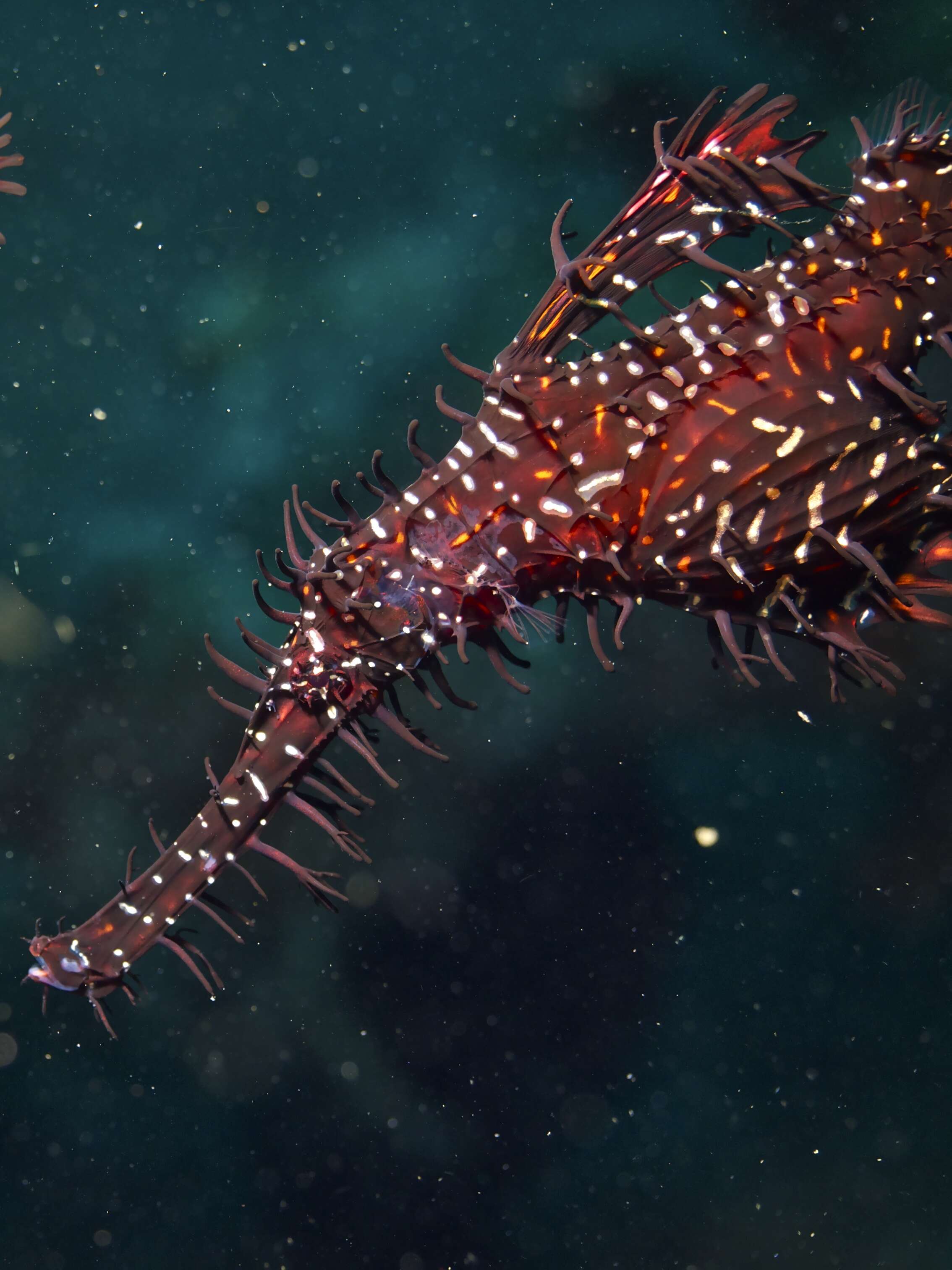 Image of Ornate ghost pipefish