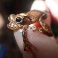 Image of Turtle Mountain Tree Frog