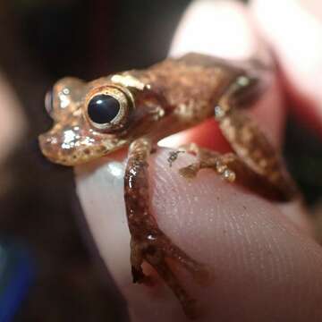 Imagem de Dendropsophus counani Fouquet, Orrico, Ernst, Blanc, Martinez, Vacher, Rodrigues, Ouboter, Jairam & Ron 2015