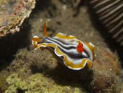 Image de Chromodoris magnifica (Quoy & Gaimard 1832)