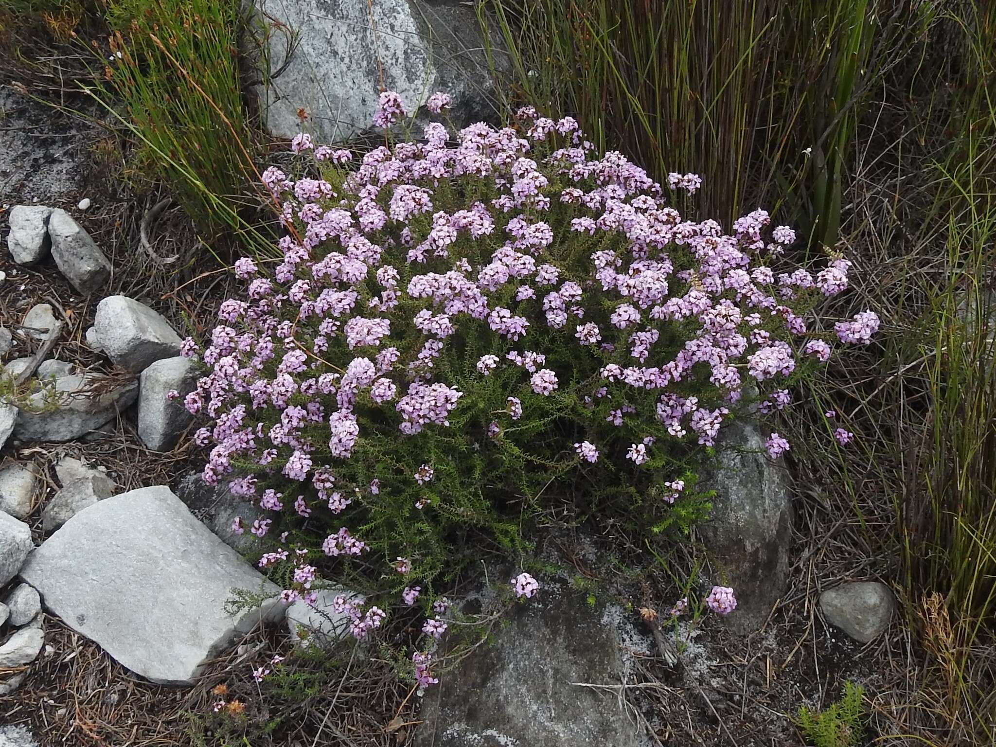 Image of Disparago ericoides (Berg.) Gaertn.