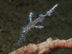 Image of Ornate ghost pipefish