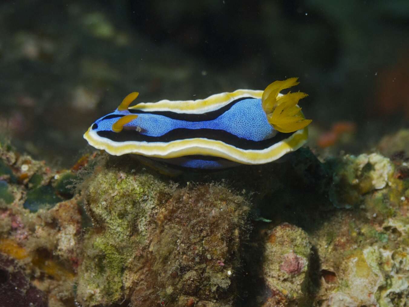 Image of Chromodoris annae Bergh 1877