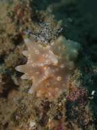 Image of Orange spot white lumpy slug