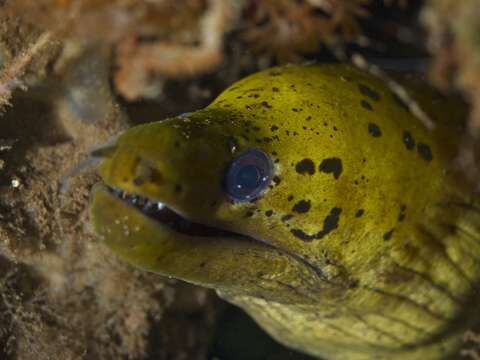 Image of Fimbriated moray