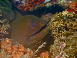 Image of Giant moray