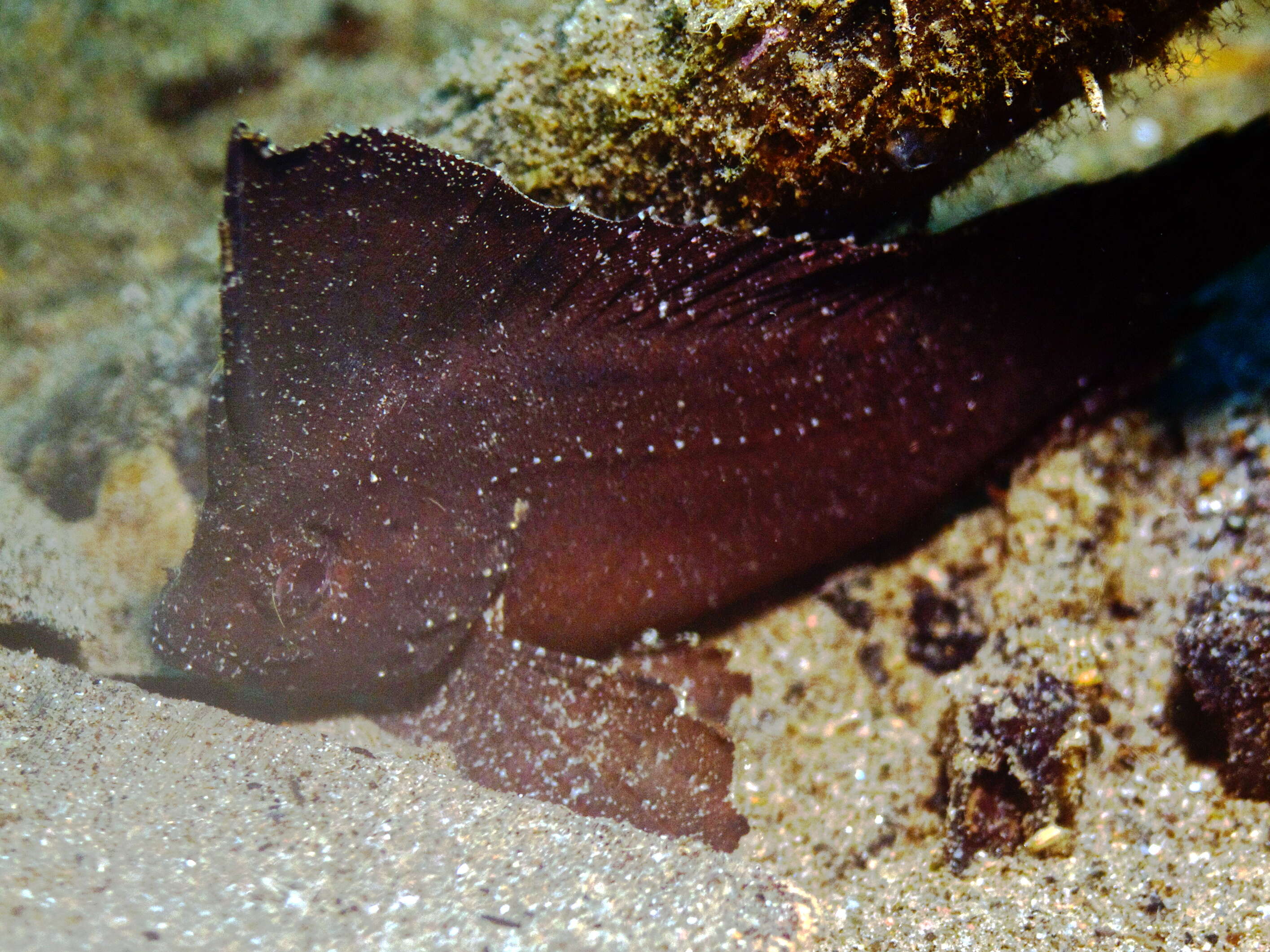 Image of Cockatoo fish