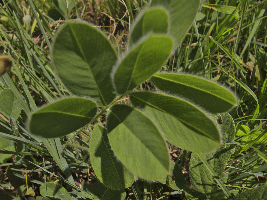 Image of Tephrosia natalensis subsp. pseudocapitata (H. M. L. Forbes) Schrire