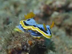 Image of Chromodoris annae Bergh 1877