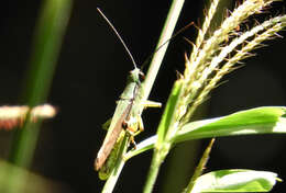 Image of Ceracris nigricornis Walker & F. 1870