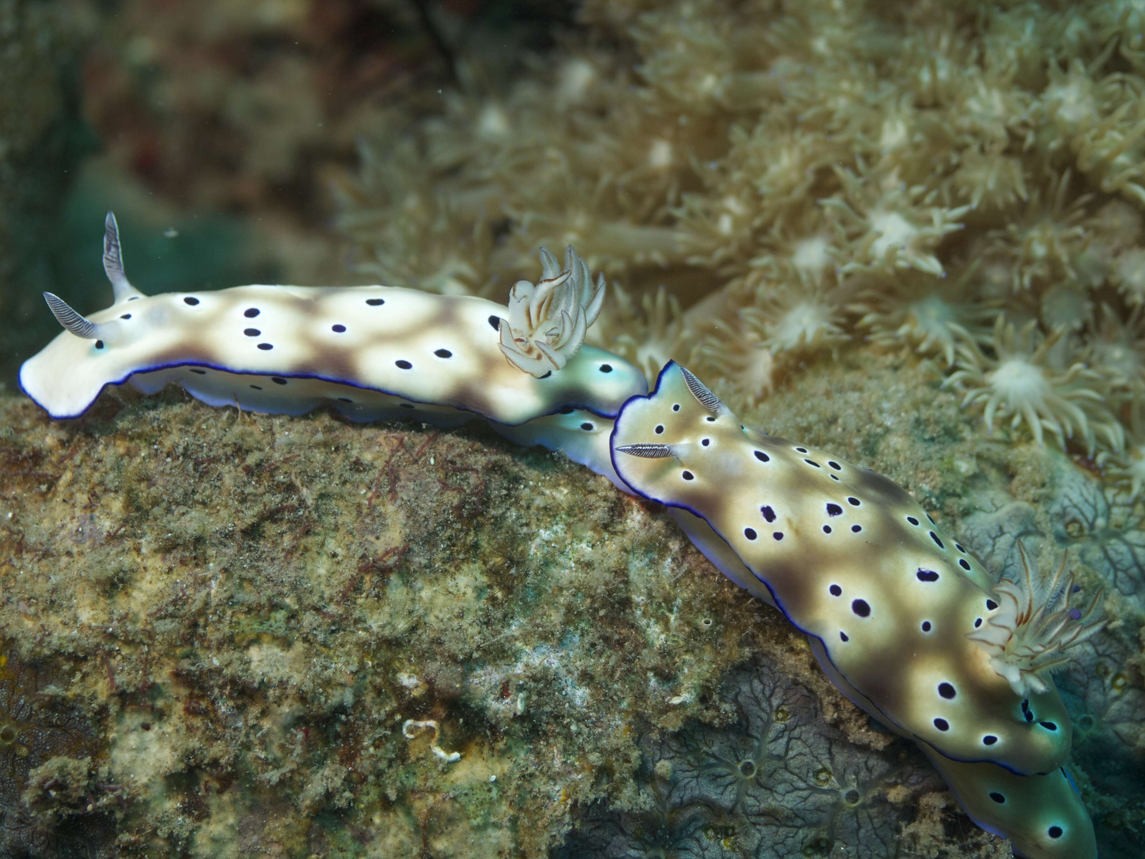 Image of Leopard head flapper slug