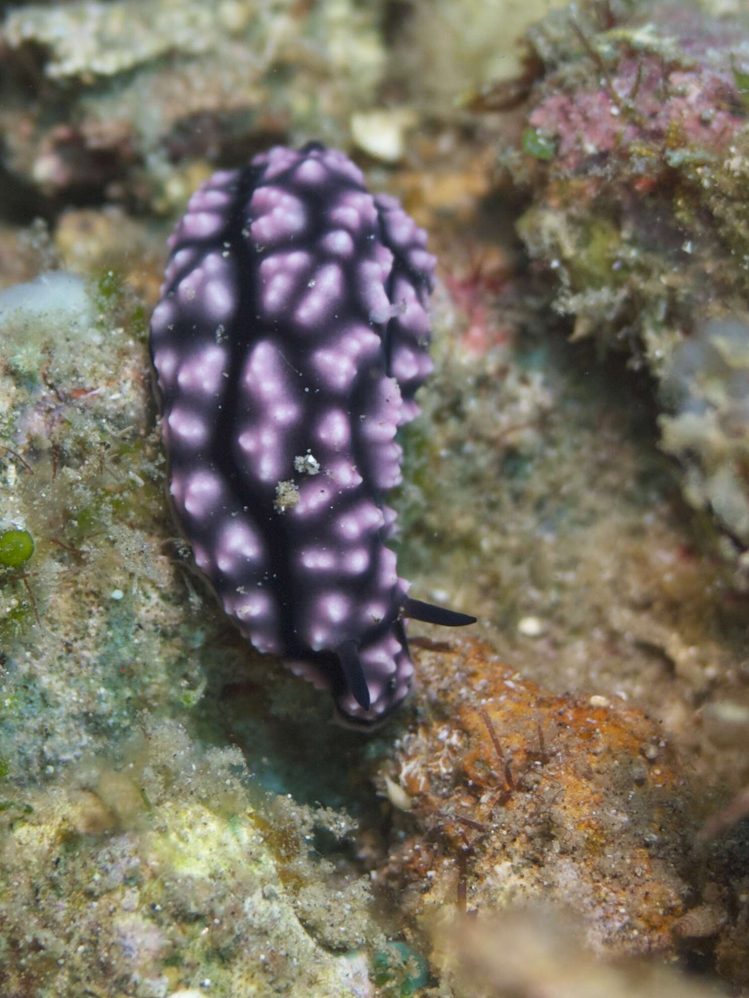 Image of Lumpy black and grey slug