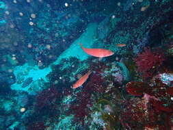 Image of Rosy parrotfish