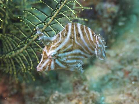 Image of Flower-coral Filefish