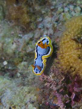 Image of Chromodoris annae Bergh 1877