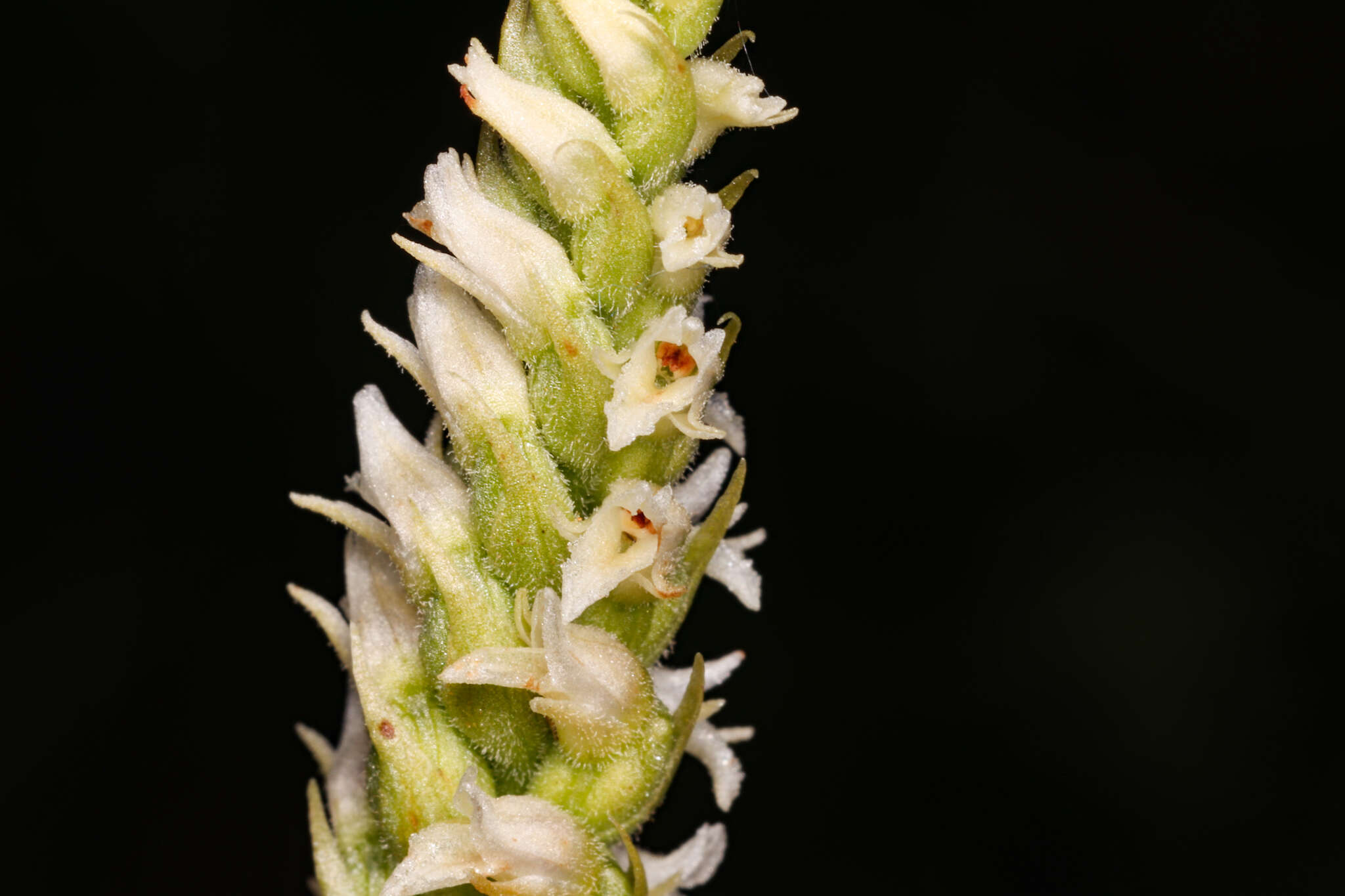 Image of October lady's tresses