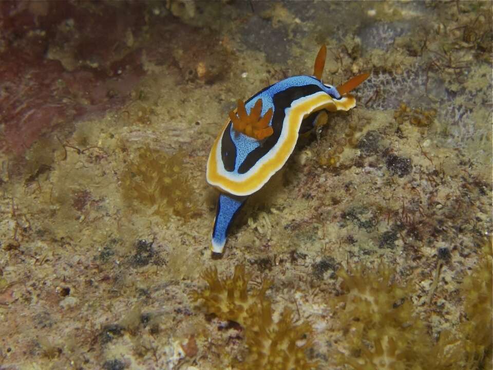 Image of Chromodoris annae Bergh 1877