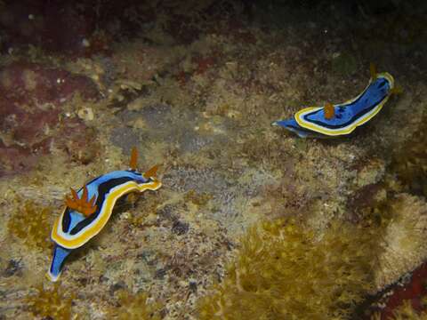 Image of Chromodoris annae Bergh 1877