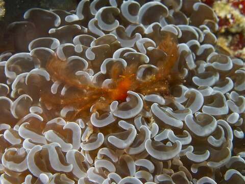 Image of Orangutang crab