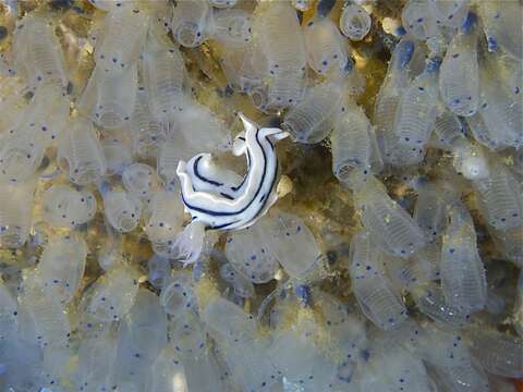 Image of Wallans grey and black slug