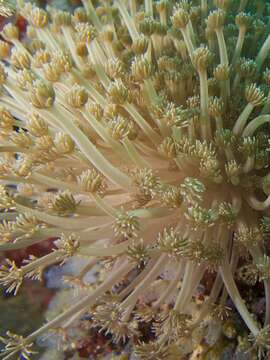 Image of Flowerpot corals