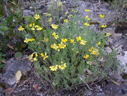 Image of Coronilla minima subsp. lotoides (Koch) Nyman