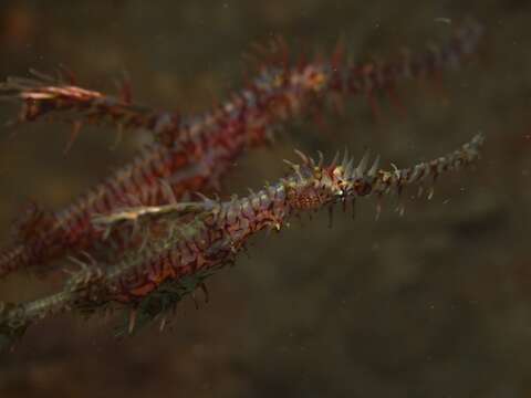 Image of Ornate ghost pipefish