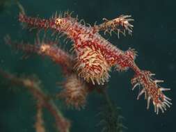 Image of Ornate ghost pipefish