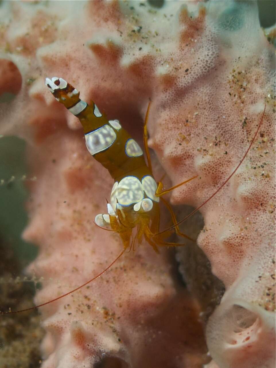 Image of Sexy shrimp