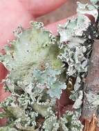 Image of parmotrema lichen