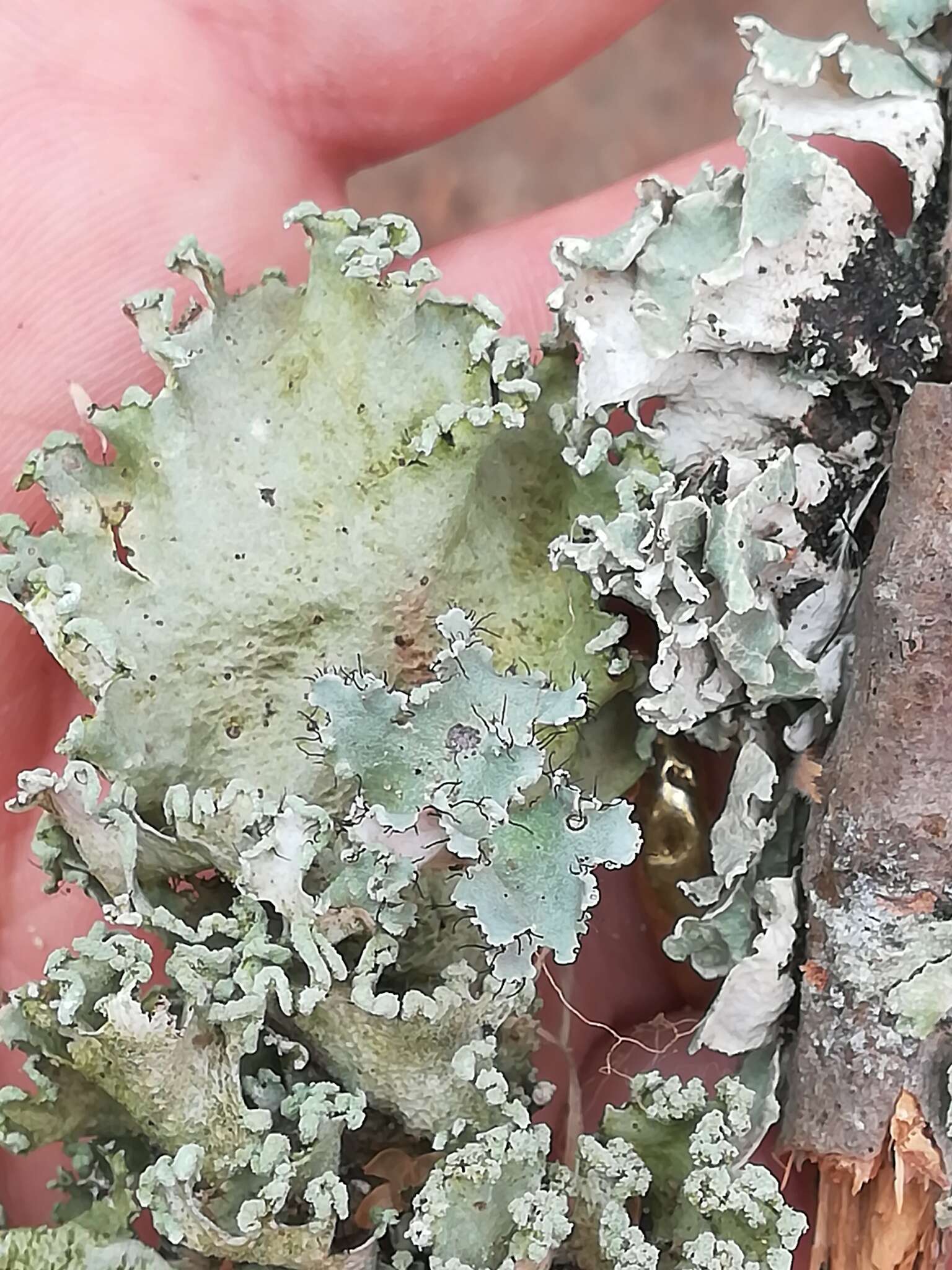 Image of parmotrema lichen