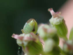 Plagiognathus chrysanthemi (Wolff 1804)的圖片