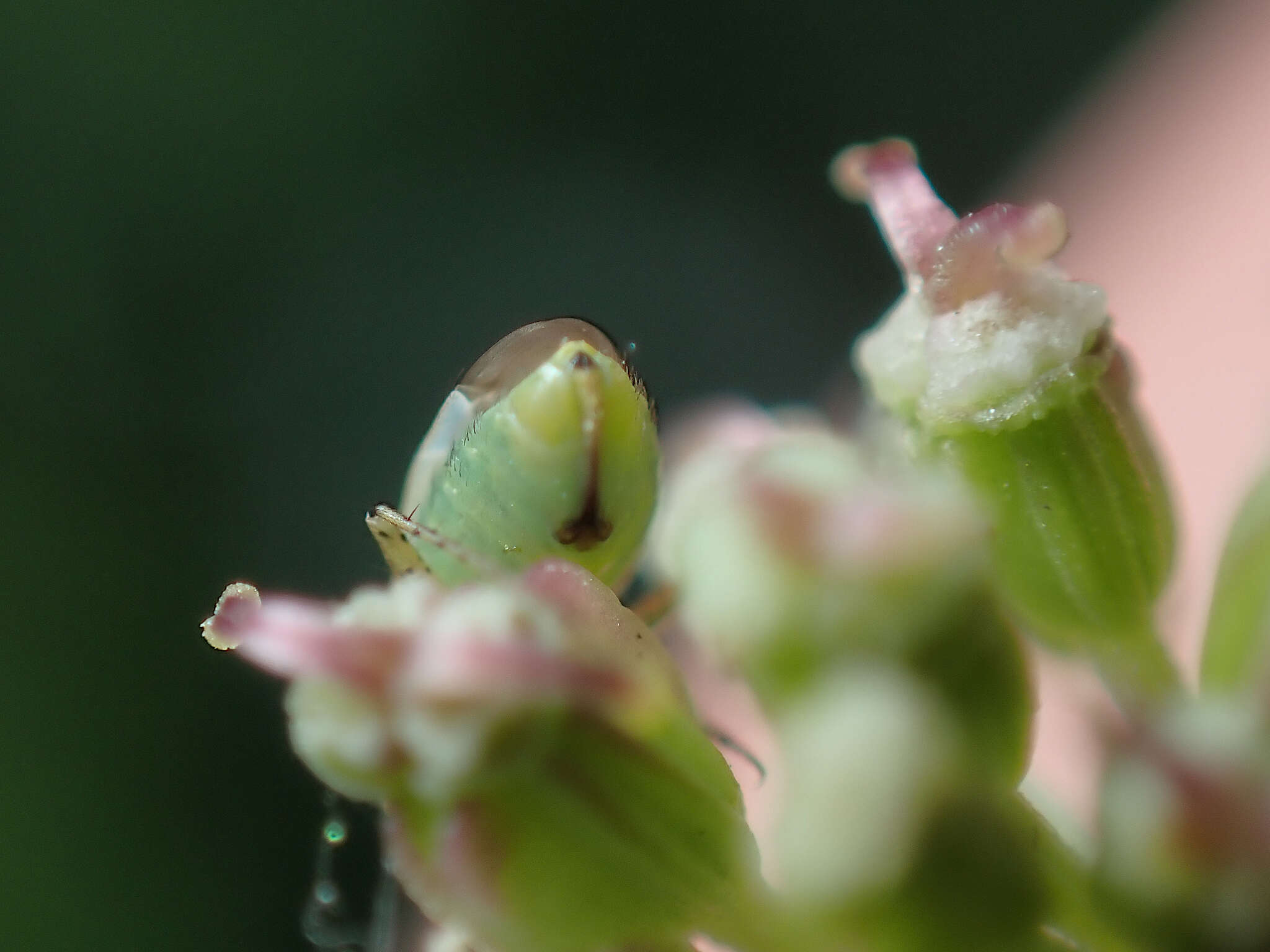 Plagiognathus chrysanthemi (Wolff 1804)的圖片