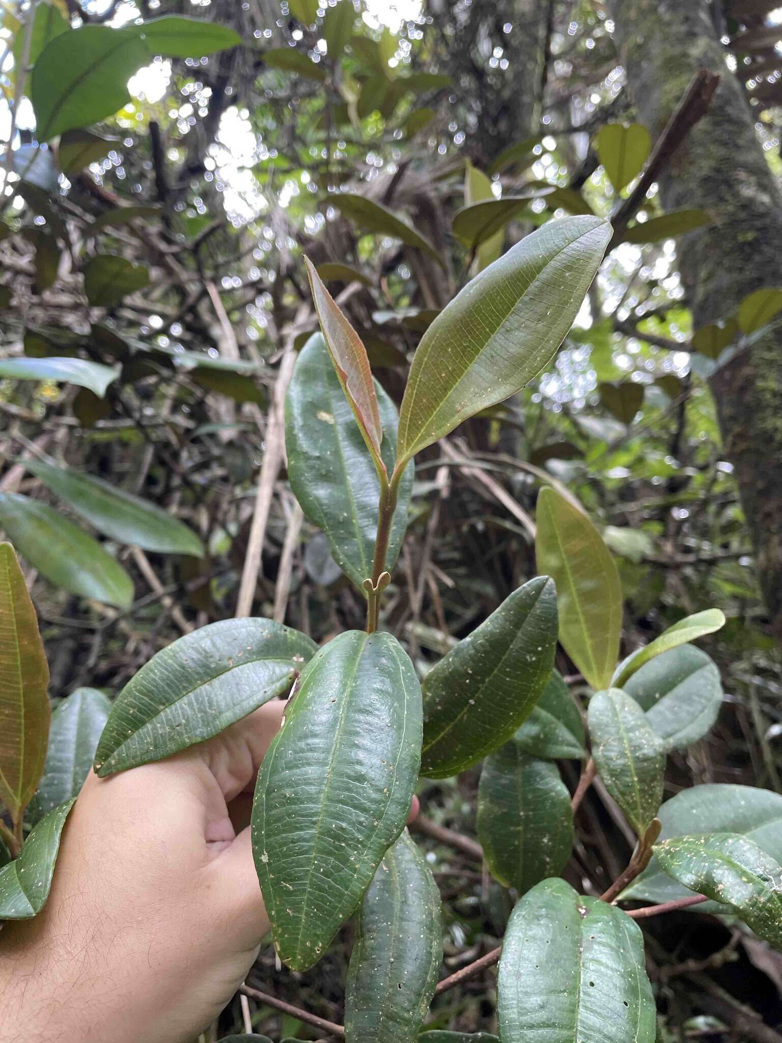 Image of Henriettea squamulosa (Cogn.) W. S. Judd