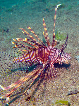 Image of Common lionfish