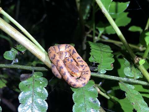 Image of Formosa Slug Snake