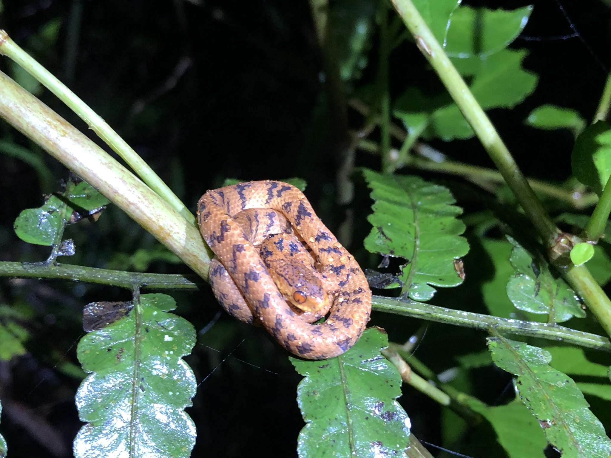 Image of Formosa Slug Snake