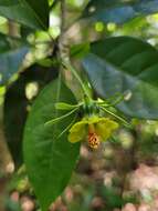 Image de Pavonia calyculosa A. St.-Hil. & Naud.