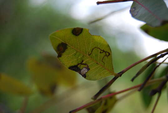 Stigmella pyri (Glitz 1865) Vári 1944 resmi