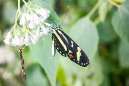 Image of Mechanitis menapis mantineus Hewitson 1869